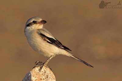 Cendet - Steppe Grey Shrike (Lanius pallidirostris) Kuwait
